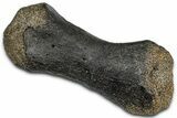 Fossil Sauropod Metatarsal Bone - Bone Cabin Quarry, Wyoming #357054-3